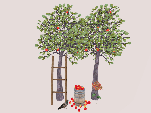 Apple Trees with pigeon