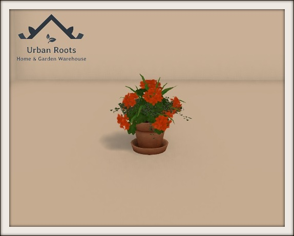 UR Orange Geraniums In Pot 