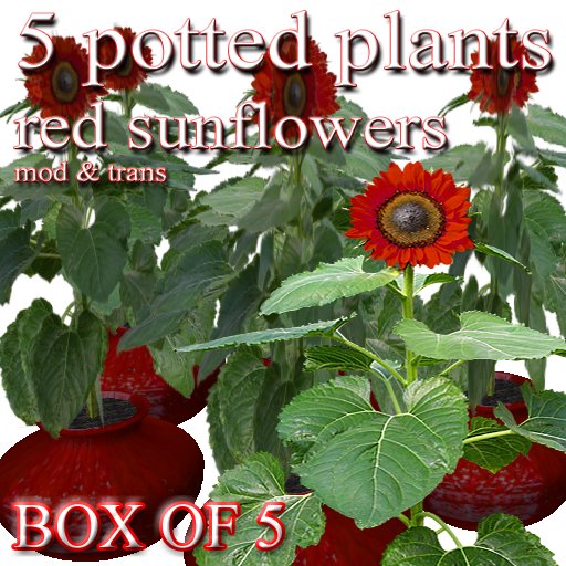 5 potted red sunflower sunflowers rote Sonnenblume Sonnenblumen