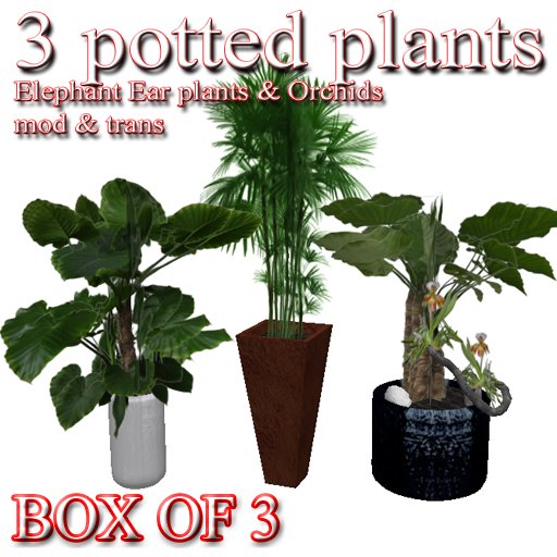 Box of 3 potted plants Elephant Ear plants & Orchids homeplants