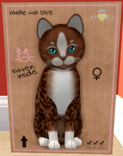 KittyCatS Box - New Born Kitten