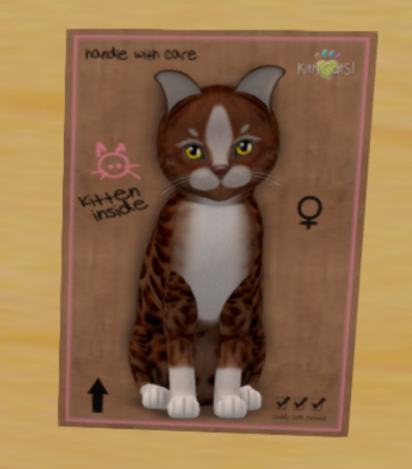 KittyCatS Box - Ginger Sunflower