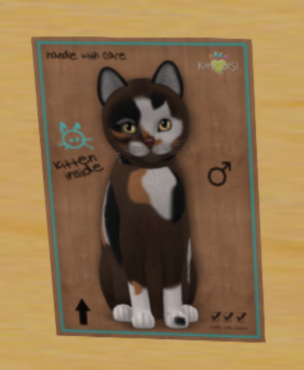 KittyCatS Box - curious sunflower2