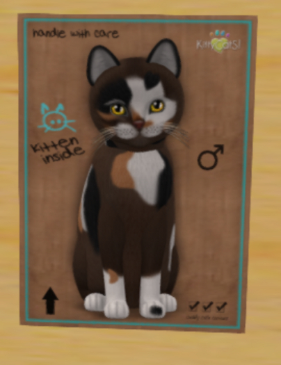 KittyCatS Box - curious sunflower