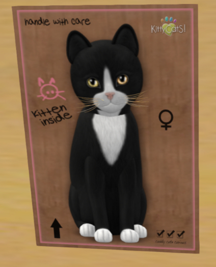 KittyCatS Box - black-white-yellow-normal
