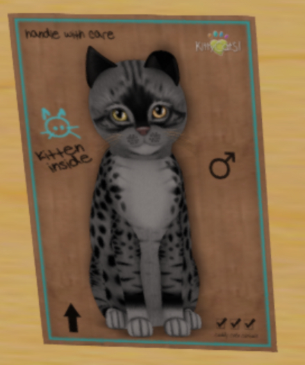 KittyCatS Box - bandit-dark-yellow