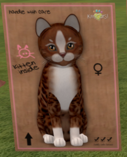 KittyCatS Box - sunflower2