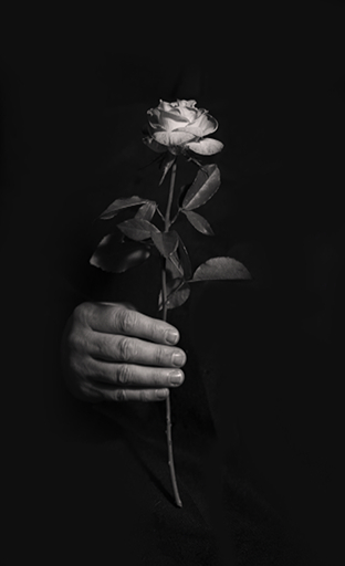 A Rose For You Texture
