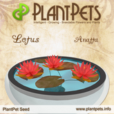 PlantPet Seed [Lotus *Anatta*]