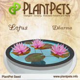 PlantPet Seed [Lotus *Dharma*]