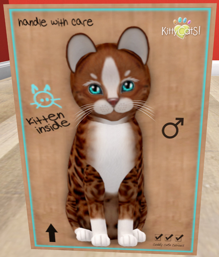 KittyCatS Box - New Born Kitten