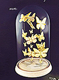 SPELL : Butterflies towards the sun