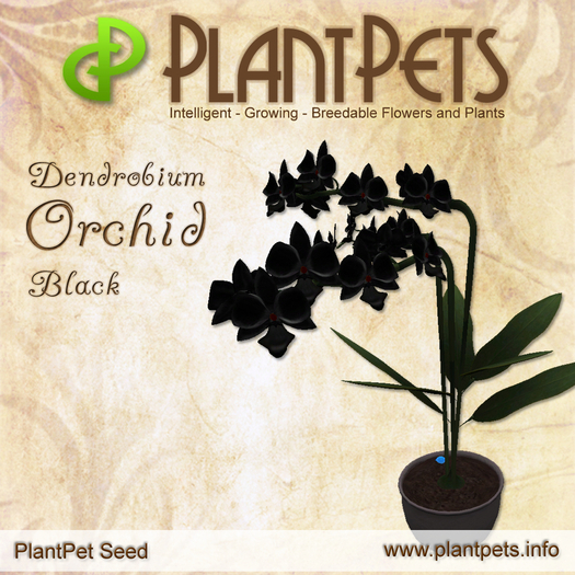 PlantPet Seed [Dendrobium Orchid *Black*]