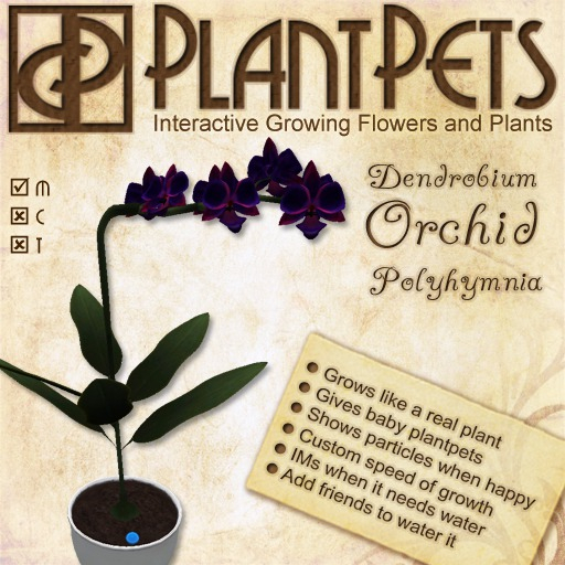 PlantPet Seed [Dendrobium Orchid *Polyhymnia*]
