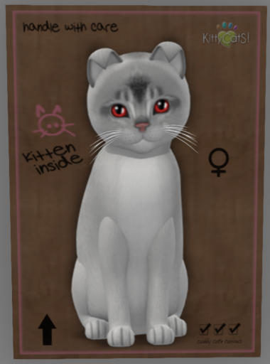 KittyCatS Box - Abyssinian Black Silver 6t F