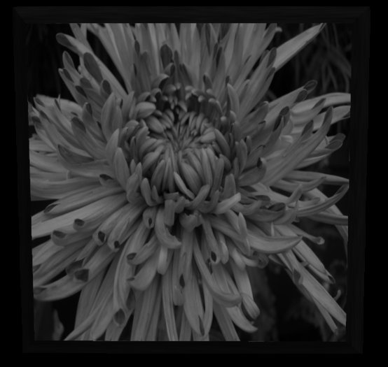 Nymphoto - Unfurled