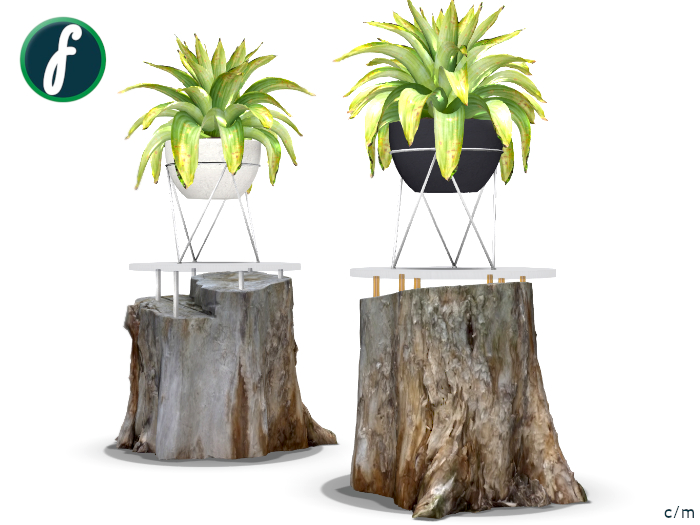 friller Tropical Shrub