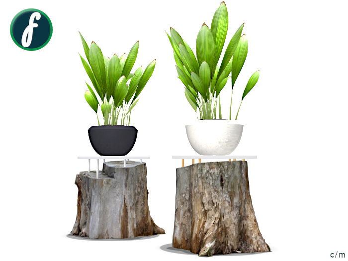 friller Curculigo Plant