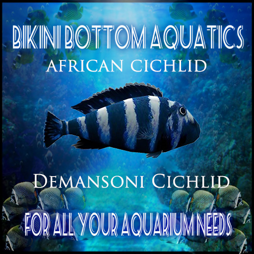 TM Demansoni  Cichlid  SB