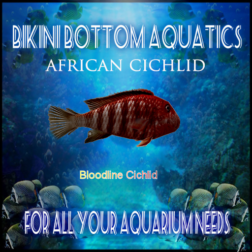 TM Bloodline  cichlid SB