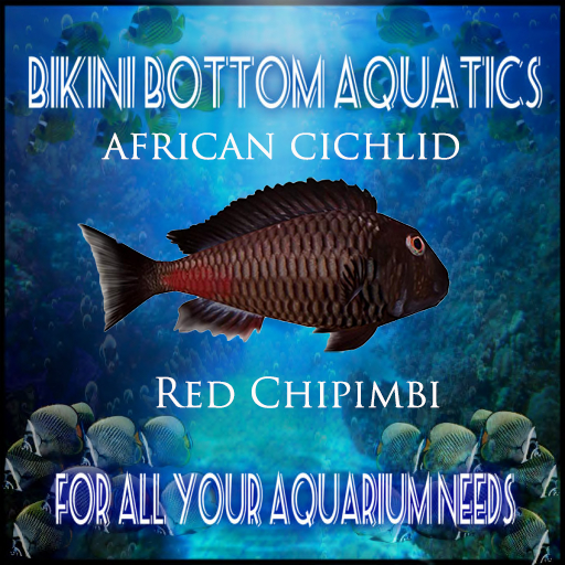 TM Red Chipimbi Cichlid  SB