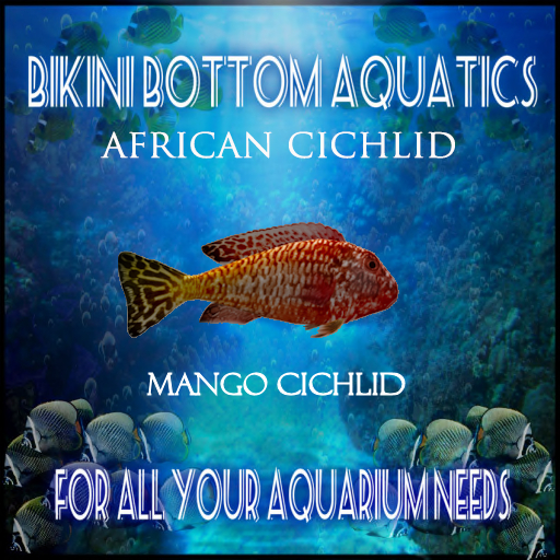 TM Mango Cichlid SB