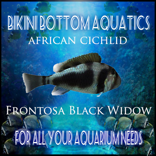 TM Frontosa Black Widow SB
