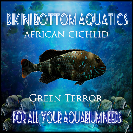 TM  Green Terror Cichlid  SB