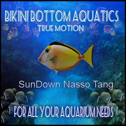 TM Sundown Nasso Tang