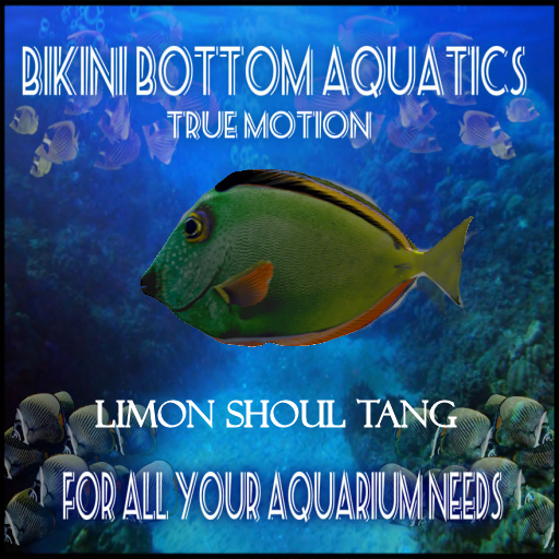 TM Limon Shoul Tang  sb