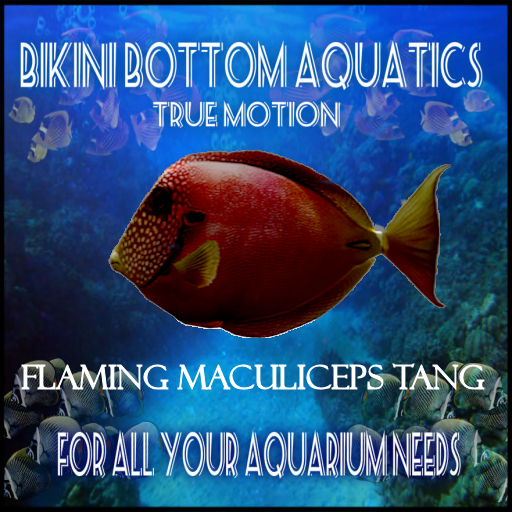TM Flaming Maculiceps Tang sb