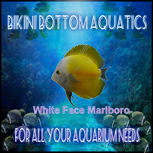 TM White Face Marlboro Discus  SB