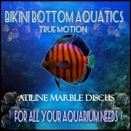 TM  Atiline Marble Discus  SB