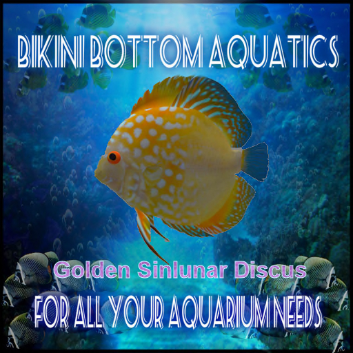 TM  Golden Pigeon Discus  SB