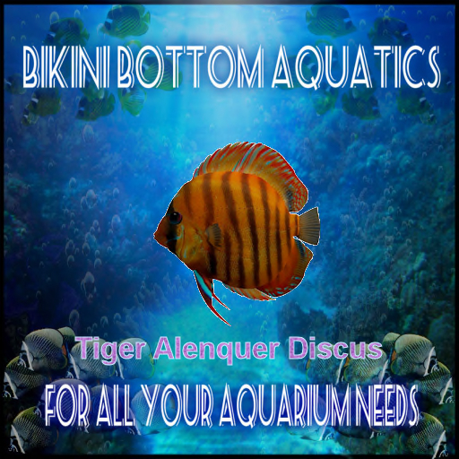 TM Tiger Alenquer Discus  SB