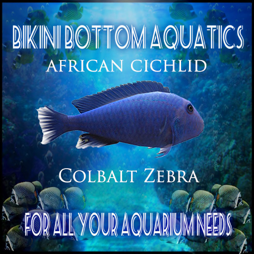 TM  Colbalt Zebra  Cichlid  SB