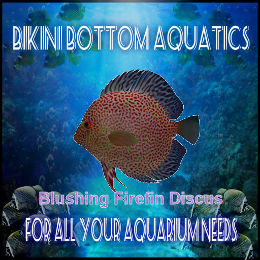 TM Blushing Firefin Discus  SB