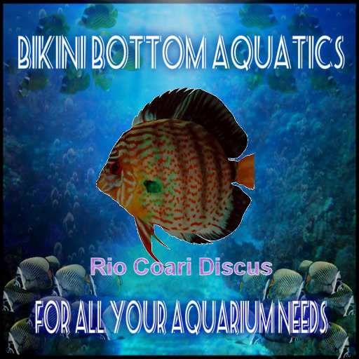 TM Rio Coari Discus SB