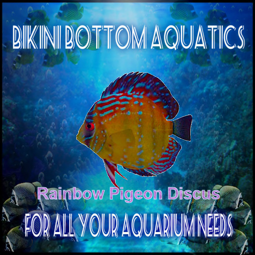 TM Rainbow Pigeon Discus  SB