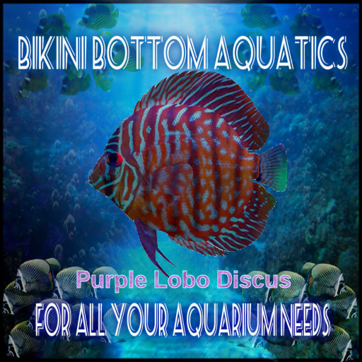 TM Purple Lobo Discus  SB