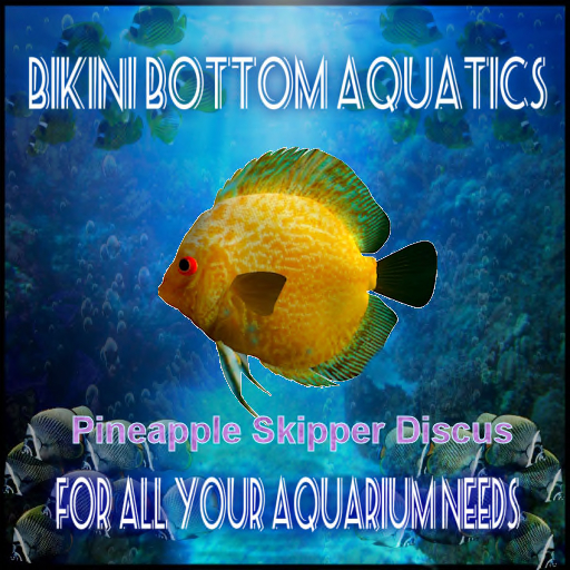 TM Pinapple Skipper Discus  SB