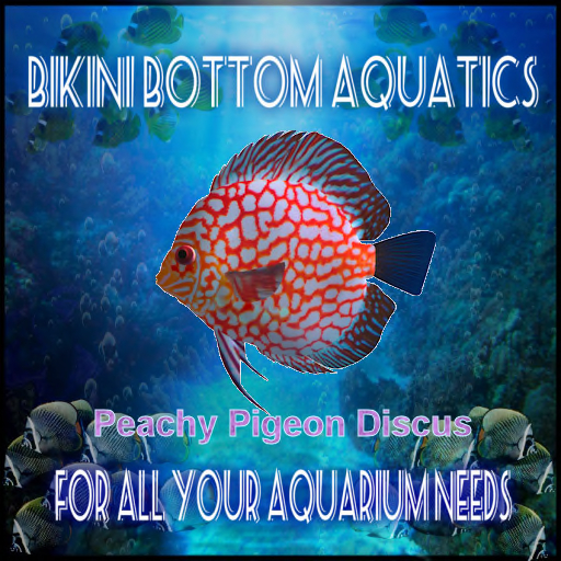 TM Peachy Pigeon Discus  SB