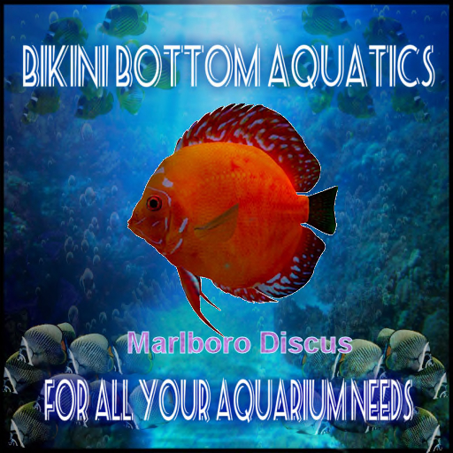 TM Marlboro Discus  SB