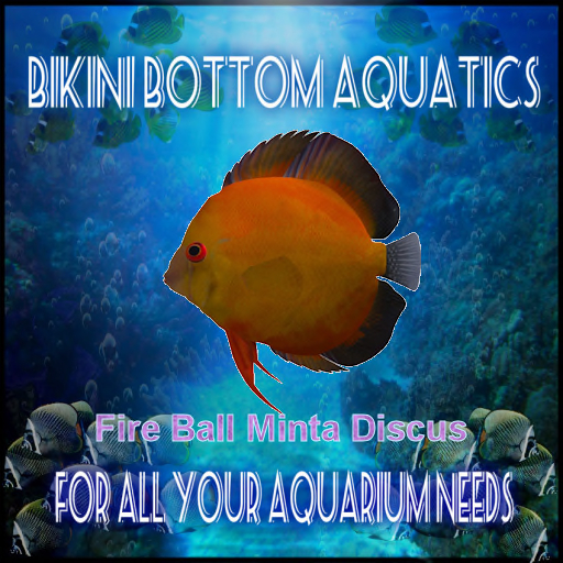 TM Fire-Ball  Minta Discus  SB