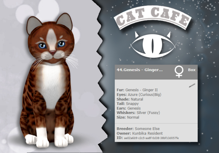 KittyCatS - Genesis - Ginger II Kitten (Girl)