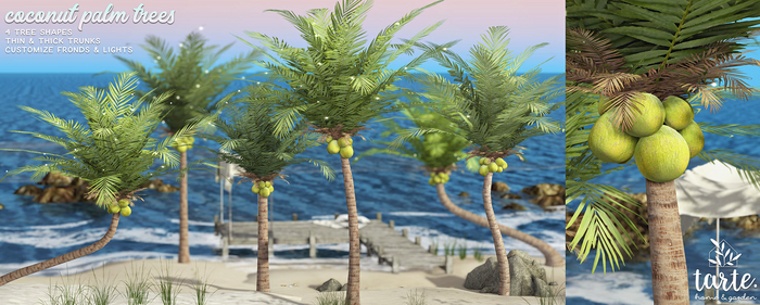 tarte. coconut palm trees