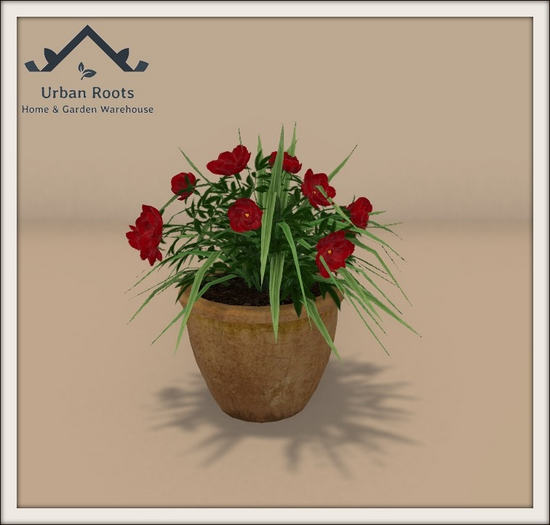 UR Red Peony Bush In Pot 