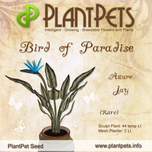 PlantPet Seed [Bird of Paradise *Azure Jay*] (Rare)