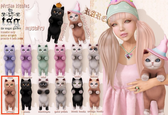 .tsg. Persian Kitten - Orange