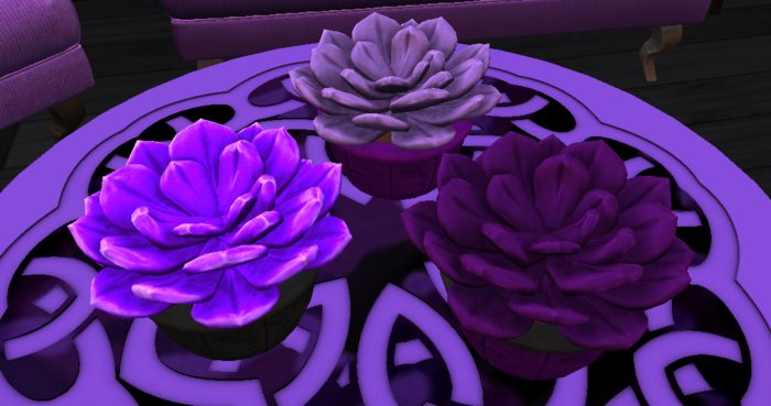 Purple Succulents